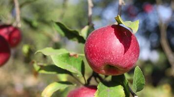 Red apples hanging from the tree in a field video