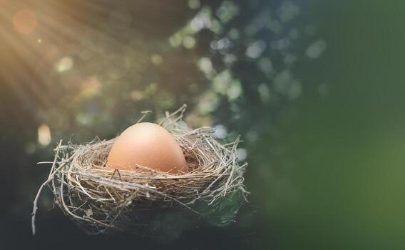 Chicken eggs in a nest of hay on a green background. Photo from mockup.