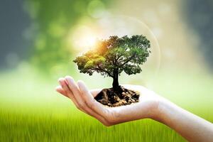 hand holding a tree with green grass and sun on background photo