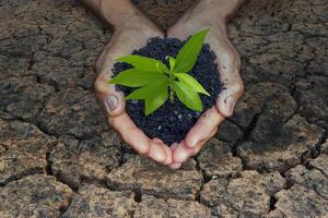 Hand for planting trees back to the forest, Creating awareness for love. Global warming photo