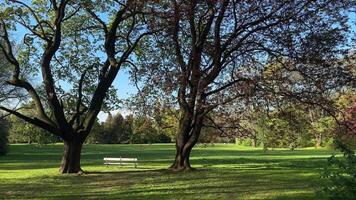 Peaceful white bench stands between two large trees on a green field, for relaxation, nature scenes, park themes, mental health topics, meditation projects, background for travel videos
