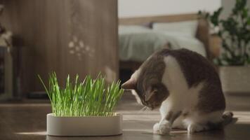 Cat Playing with Grass Indoors video