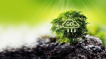 eco concept of green tree with co2 symbol on top of soil photo