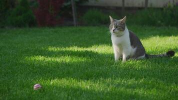 Cat Sitting on Lawn Watching a Toy Ball video