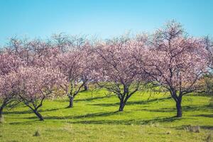 Pink Blooming Peach Trees at Spring photo