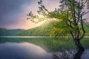 Lonely tree in the lake at sunrise, Plitvice lakes, Croatia photo
