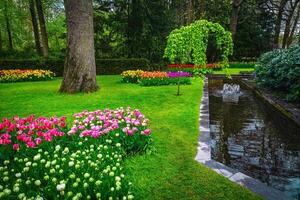 Amazing part of ornamental garden with colorful tulips photo