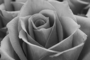 Black and white image of a rose, textured petals radiate timeless elegance photo