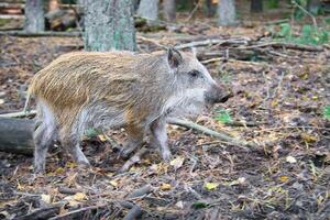Wild boar crossing the autumn forest, natural scene with earthy tones. photo
