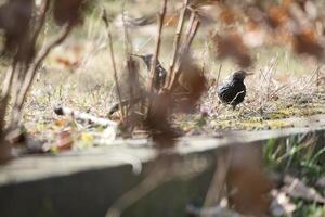 Two birds in the grass, partly hidden by leaves and branches, one quiet. photo