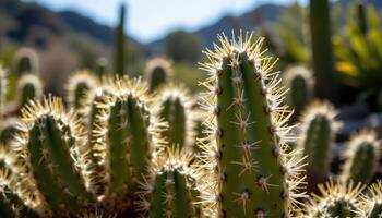 close up view of a cactus bathed in midday light with sharp contrast and deep shadows. photo