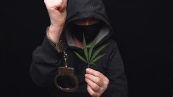 An unknown criminal in a hood holds a cannabis plant and steel handcuffs in his hands. The concept of crime and punishment for the production and distribution of drugs. video