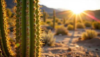 close up view of a cactus bathed in golden sunrise light with long shadows stretching outward. photo