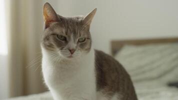 Displeased cat staring with judging expression video