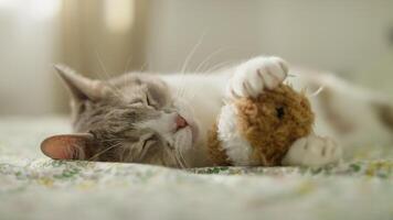 Sleepy cat cuddling toy on floral bed video