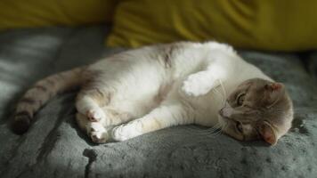 Cat catching toy ball while lying down video
