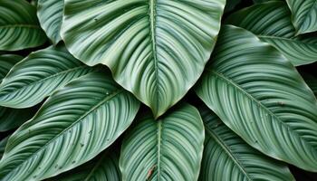 close up view of thick tropical leaves overlapping in a complex pattern, showcasing natural symmetry and vibrant green hues. photo