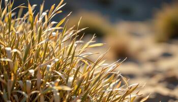 close up view of a desert shrub's thin leaves blowing slightly in the warm wind. photo