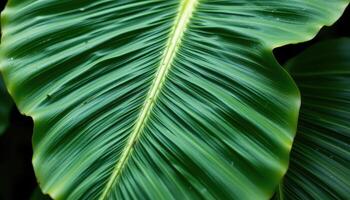 close up view of overlapping banana leaves, rich with texture and fine lines. photo
