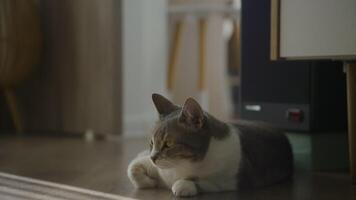 Cat lying on floor in moody indoor light video