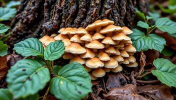close up view of a mushroom colony growing at the base of a tree among damp leaves. photo