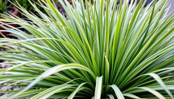 close up view of ornamental grass blades fanning outward with silvery tips. photo