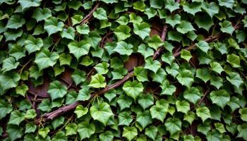 close up view of interwoven climbing vines forming a textured wall of greenery in high contrast natural light. photo