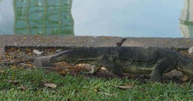 Monitor lizard searching food near water, lizard drawn by scent of possible prey, lizard scanning riverbank for movement, perfect for wildlife behavior or educational content. video