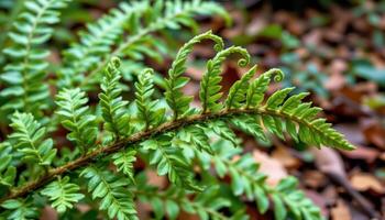 close up view of curled fern fronds unfolding against a forest floor backdrop. photo