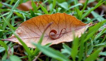 close up view of a single curled dry leaf resting among green undergrowth. photo