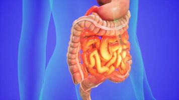 Digestive Organs with Glowing Intestines in Transparent Human Torso video