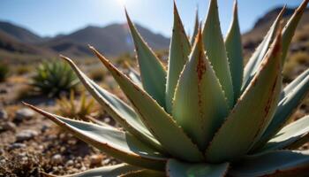 close up view of a desert aloe plant showing sharp ridges and dusty textures beneath bright, direct sunlight. photo
