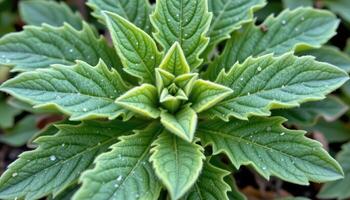 close up view of fuzzy mullein leaves growing in a radial formation close to the ground. photo