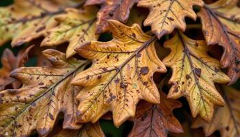 close up view of overlapping oak leaves in various stages of decay, showing texture contrast and color variation. photo