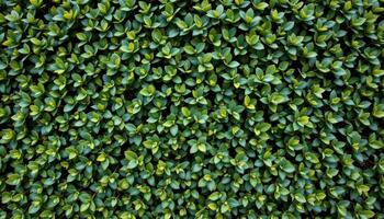 close up view of a dense hedge with neatly trimmed boxwood leaves packed tightly together. photo