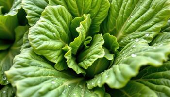 close up view of garden lettuce leaves with crisp edges and water droplets clinging to the veins. photo