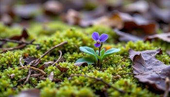 close up view of a wild violet peeking through a dense bed of moss and decomposing leaves. photo