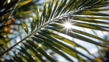 close up view of sunlight filtering through a palm frond casting shadows on the leaves below. photo