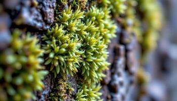 close up view of soft moss growing on the side of a tree trunk, detailed with moisture and light. photo