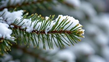 close up view of pine needles densely packed along a snow dusted branch. photo