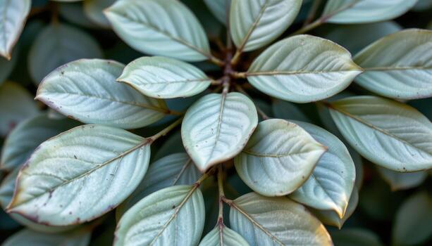 close up view of eucalyptus leaves layered in natural formation with silvery green tones and soft ambient lighting. photo