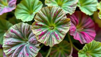 close up view of nasturtium leaves with bold round shapes and centered veins. photo