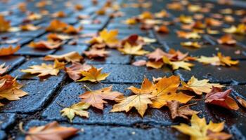 close up view of oak leaves scattered across wet pavement after rainfall. photo