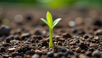 close up view of a sprouting tree seedling with tender green shoots breaking free. photo