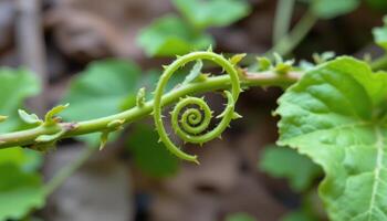 close up view of young vine tendrils curling into spirals as they search for support to cling to. photo