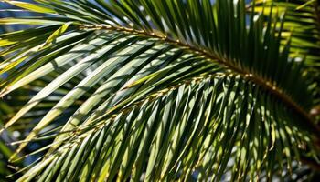 close up view of palm fronds fanning out in symmetrical patterns with high contrast lighting. photo