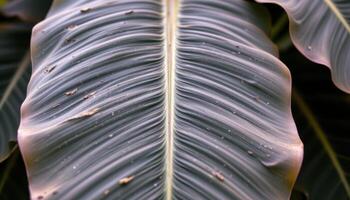 close up view of overlapping banana leaves with visible veins and deep tropical tones. photo