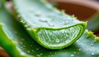 close up view of thick aloe vera leaves with translucent gel visible through torn edges. photo
