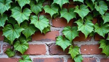 close up view of intricately veined ivy leaves cascading down an aged brick wall. photo