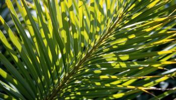 close up view of sunlit palm leaves with sharp lines and shadows playing across their surfaces. photo